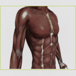 [Александр Волоткевич] Мышцы кора, выстраивание грудной клетки над тазом (2025)