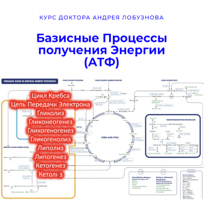 [Андрей Лобузнов] Базисные процессы получения энергии (2024) (АТФ)