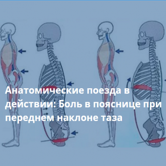 [Анна Щербина] Анатомические поезда в действии боль в пояснице при переднем наклоне таза (2025) [Центр Практика]