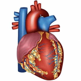 [Доктор Плесовских] Здоровье сердца и сосудов — как нормализовать артериальное давление. Углубленный видеокурс (2023)