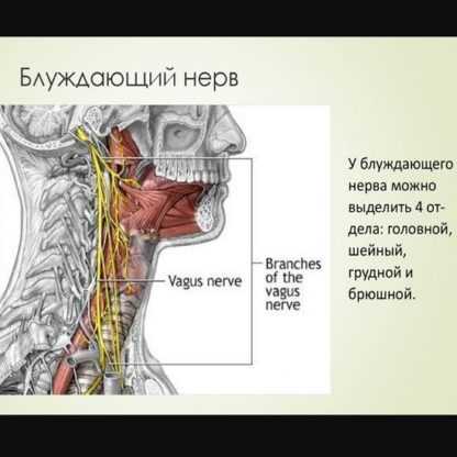 [Игорь Атрощенко] Методика мягкой мануальной терапии блуждающего нерва (2020)