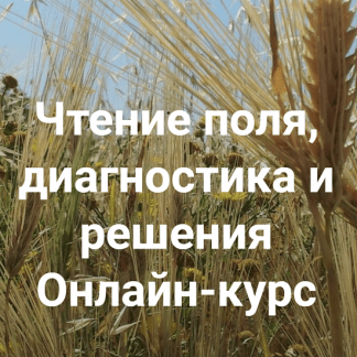 [Институт открытого поля][Елена Веселаго] Чтение поля, диагностика и решения. Вся практика (2022)