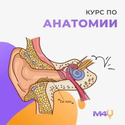 [Medforyou - школа медицины] Курс по анатомии (2024)