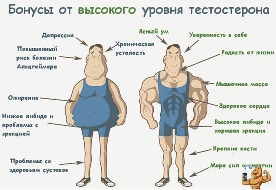 [Мистер Х] Мужик=Тест - поднимаем уровень тестостерона и качество жизни (2022)