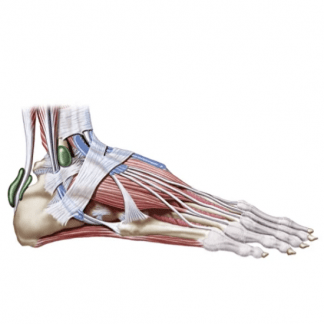 [NL-School] Cтопа (2022) [Дмитрий Кущик, Григорий Крутов]