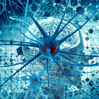 [Ольга Сварник] Введение в когнитивную нейронауку. Лекция 1. Принципы функционирования мозга (2025) [Архэ]