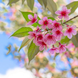 [Светлана Мостовская] Секреты Най Инь (2025) [Школа Натальи Пугачевой]