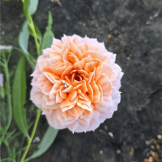 [Яна Мурачёва] Розы ГРЕЙС из зефира (2025) [pryancholito]