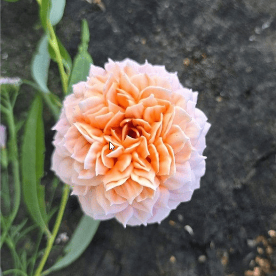 [Яна Мурачёва] Розы ГРЕЙС из зефира (2025) [pryancholito]